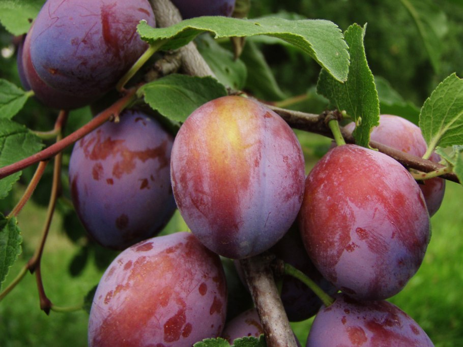 Сливы Damson