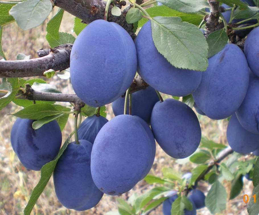 Сорт путешественница алыча