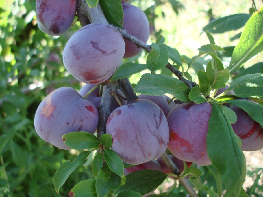 Слива на ветке