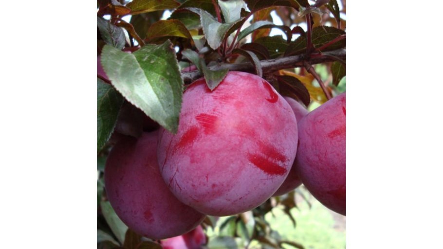 Слива Ренклод синий