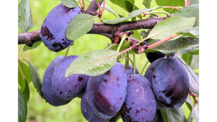 Слива алыча обильная