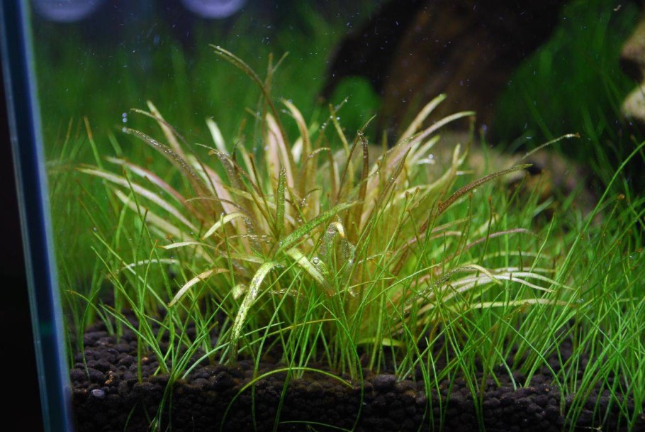 Ситняг аквариумное растение