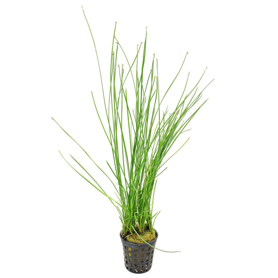 Элеохарис парвула