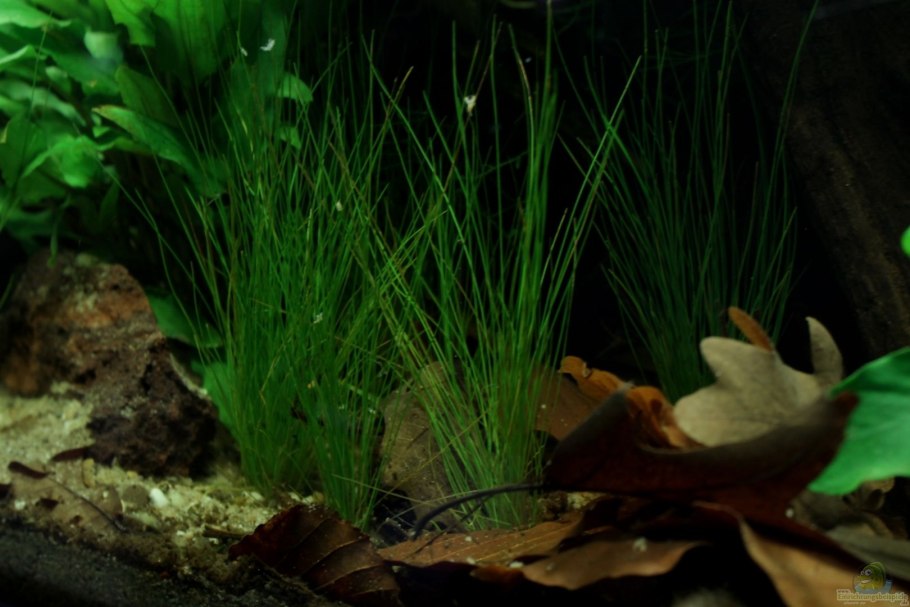 Валлиснерия Нана