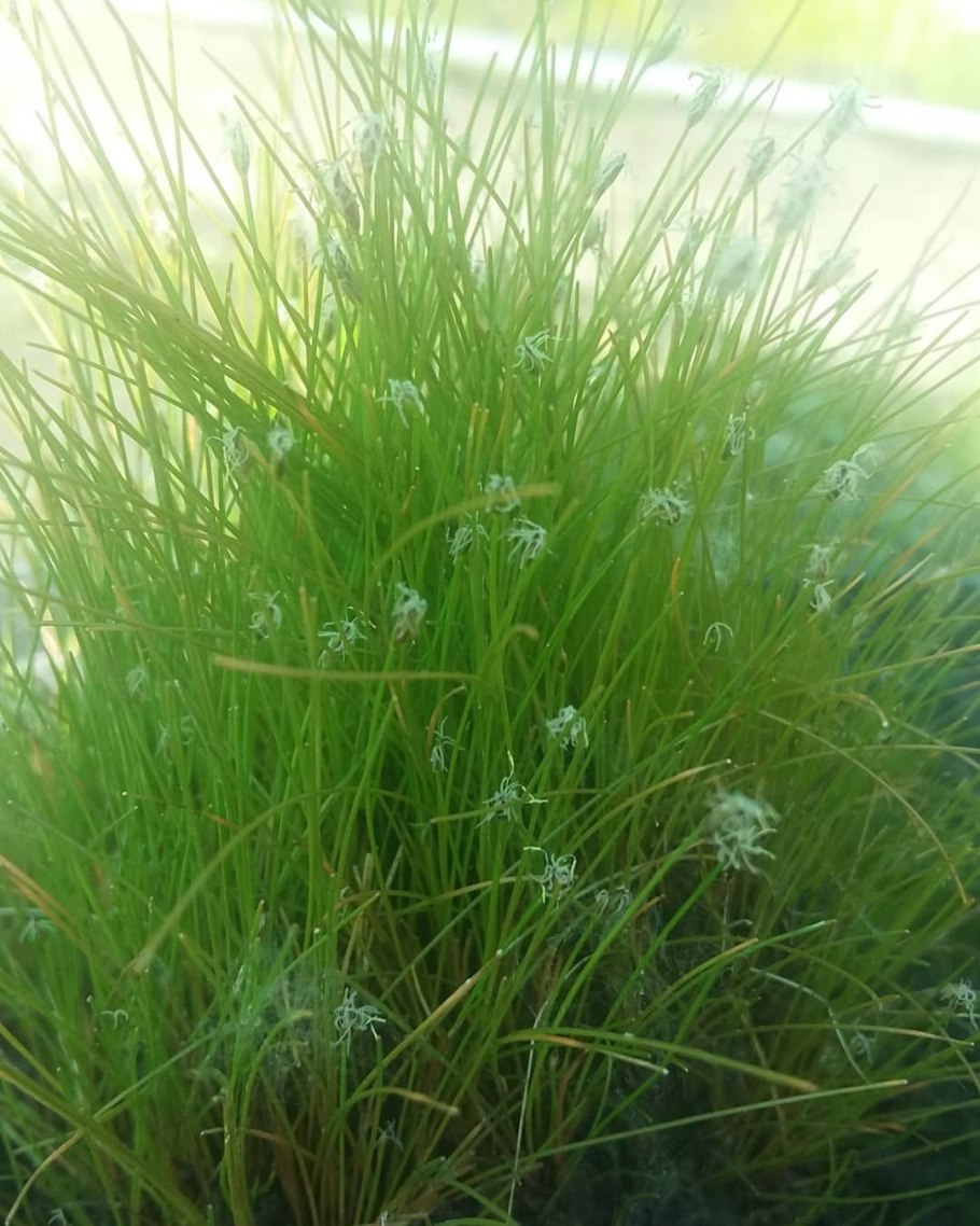 Элеохарис гигантский Xingu