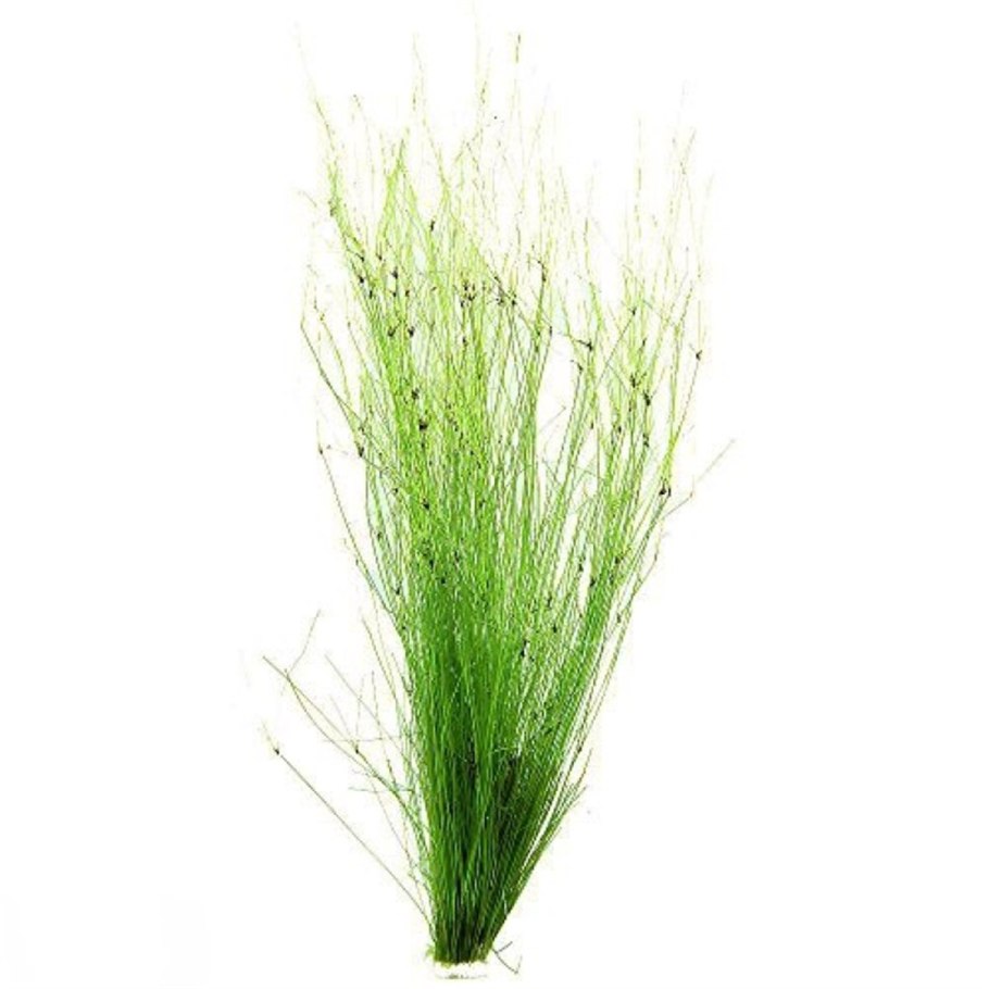 Элеохарис Ацикулярис