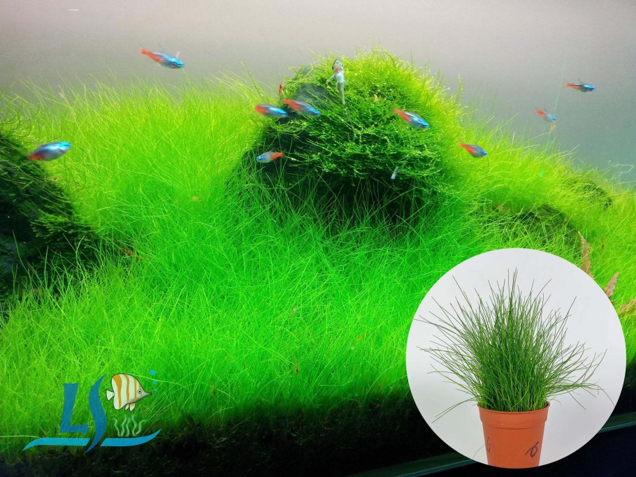 Элеохарис Ацикулярис