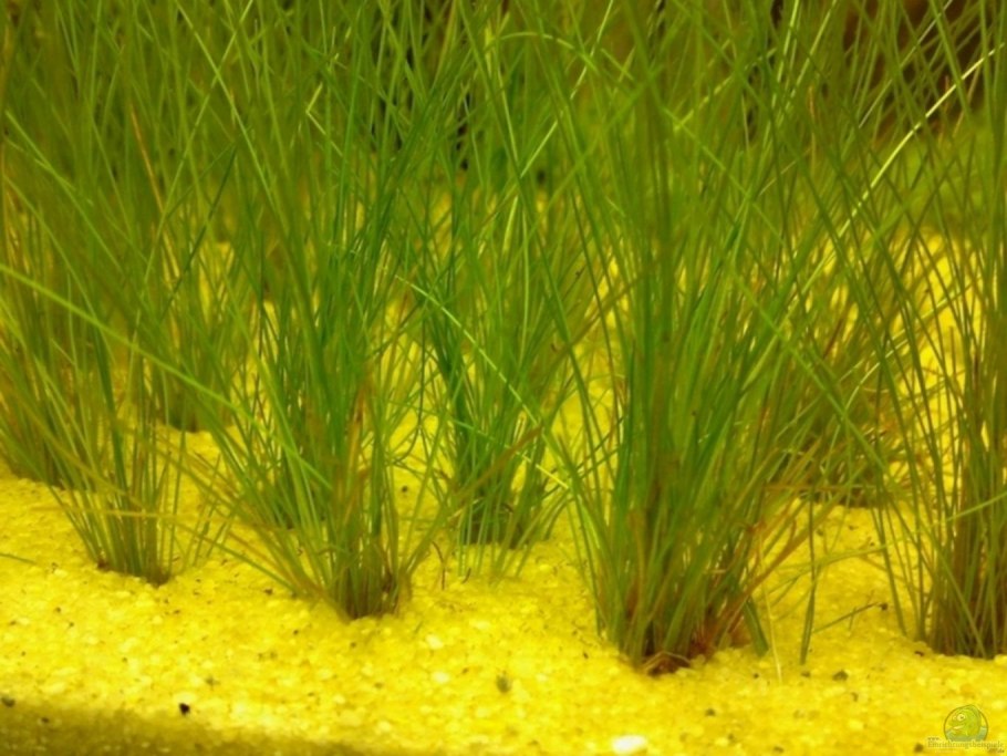 Ситняг (Eleocharis)