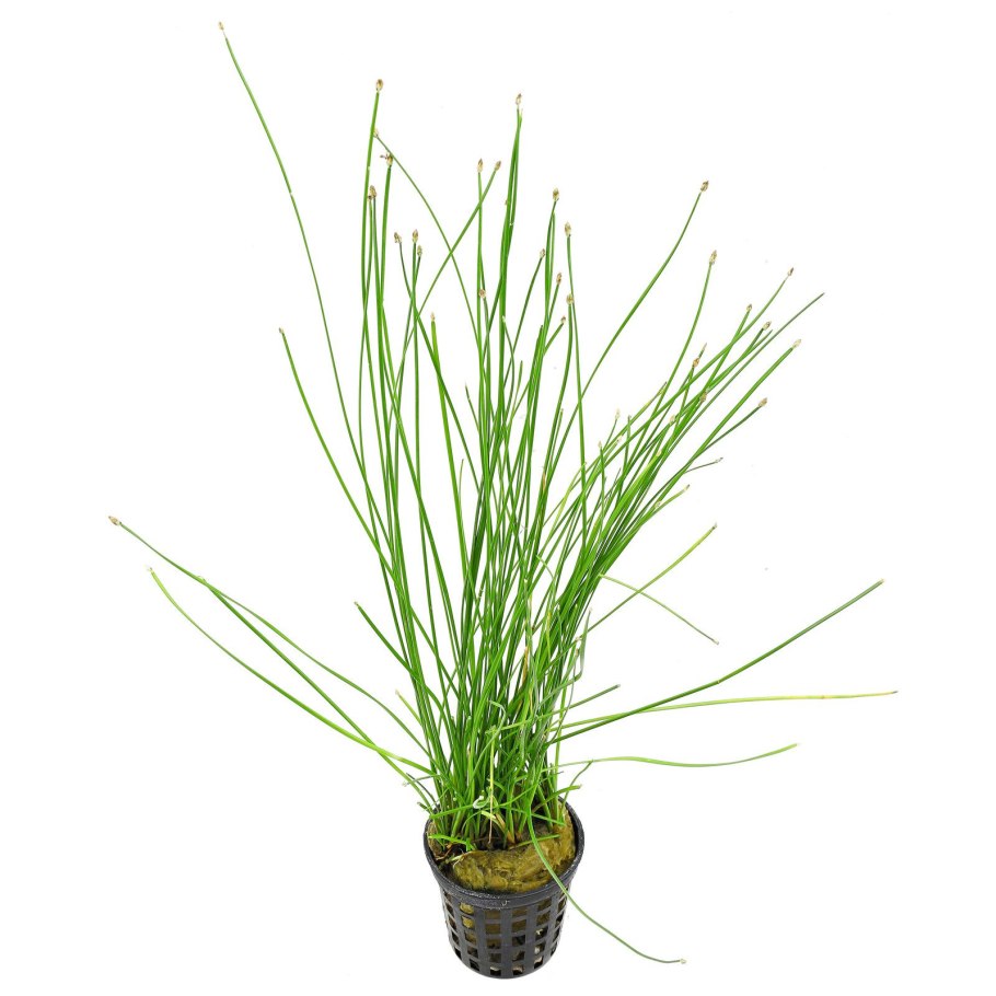 Элеохарис Ацикулярис