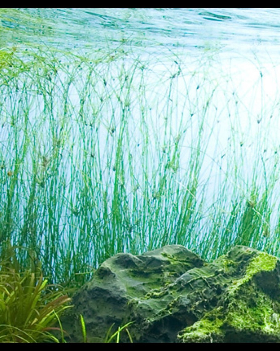 Элеохарис Eleocharis vivipara