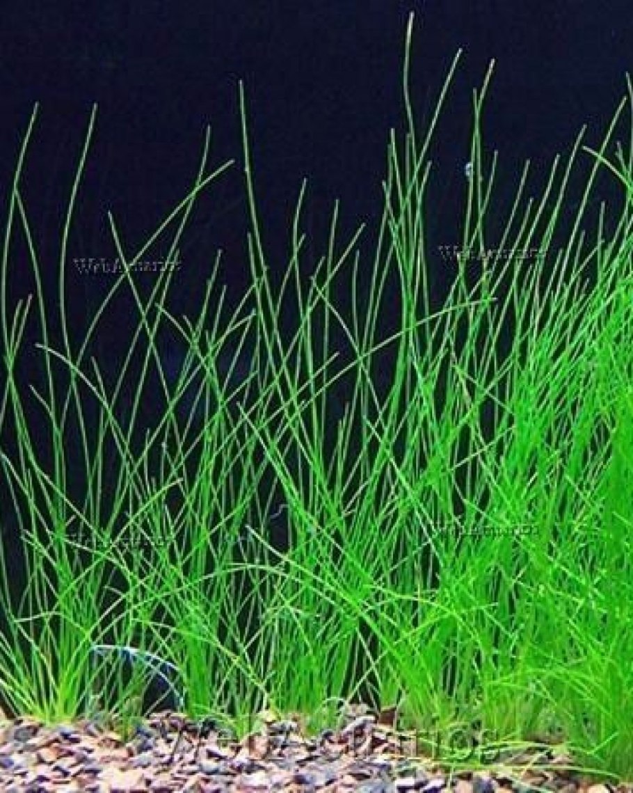 Eleocharis acicularis