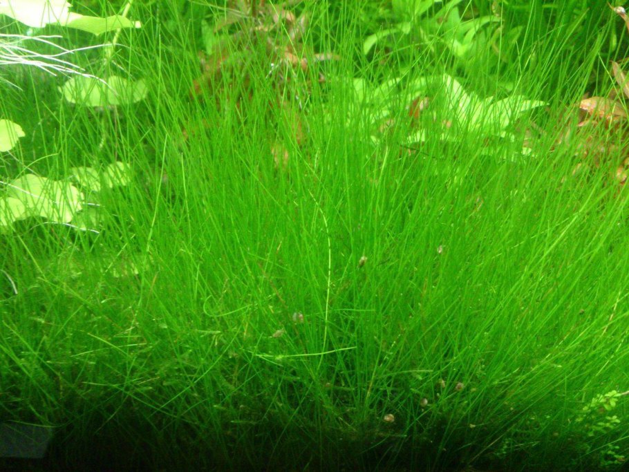 Элеохарис Куба