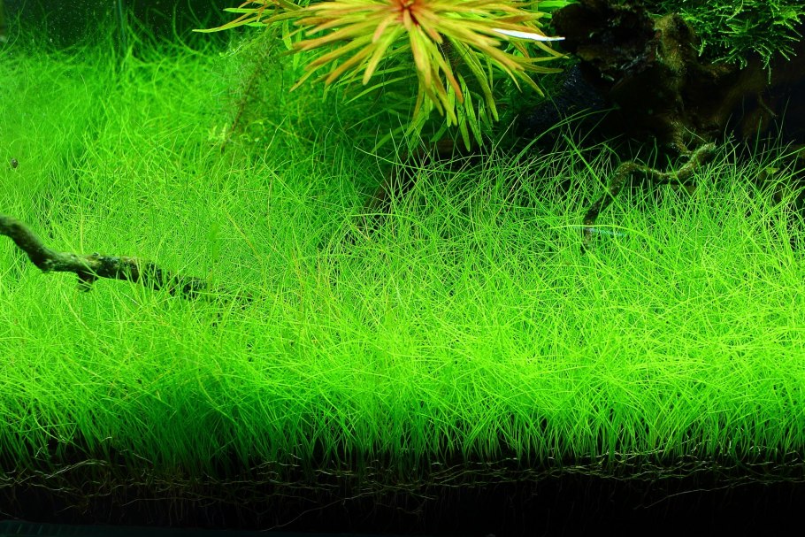 Элеохарис Eleocharis vivipara