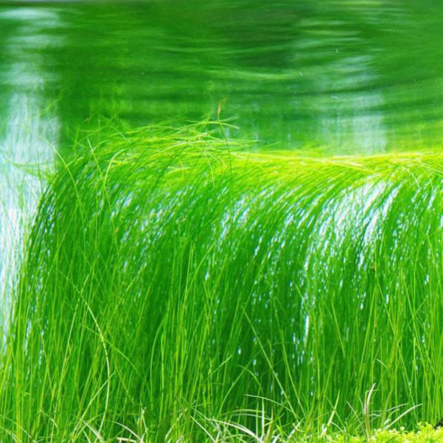 Элеохарис парвула