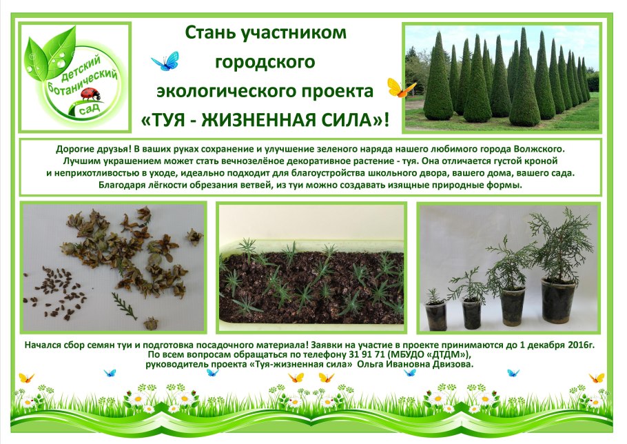 Миксбордер непрерывного цветения многолетников