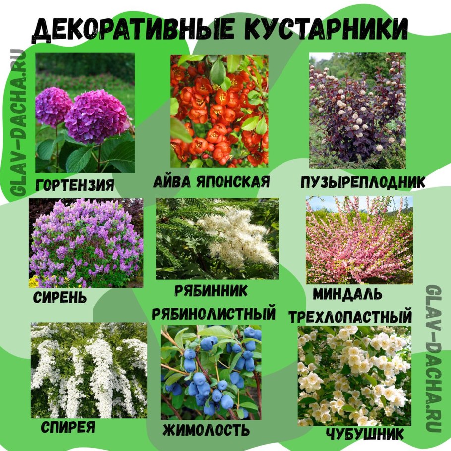 Жизненные формы растений кустарники