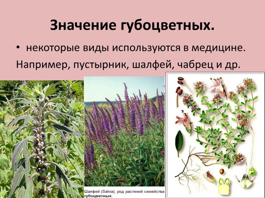 Шалфей губоцветные