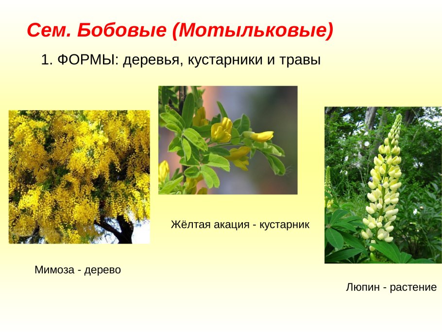 Семейство бобовые акация