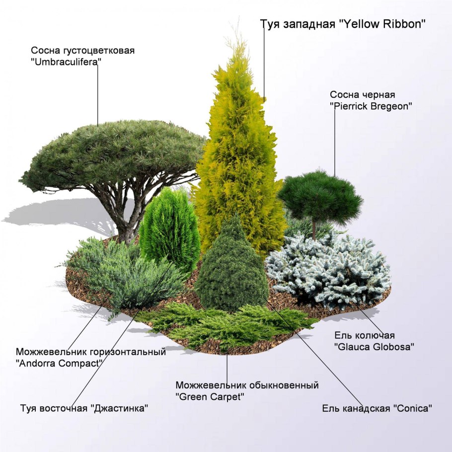 Комнатные растения названия