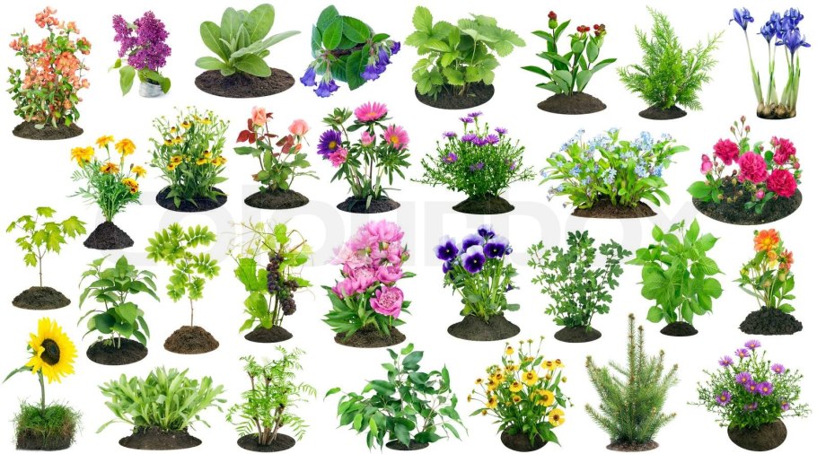 Питомник Азовский растений хвойных