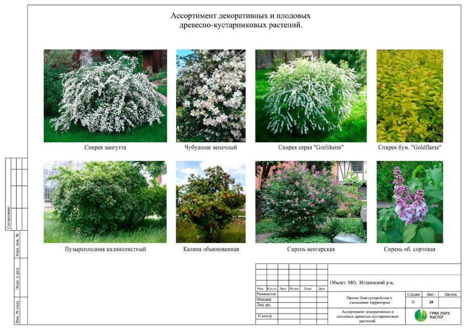 Вечнозеленые кустарники низкорослые хвойные