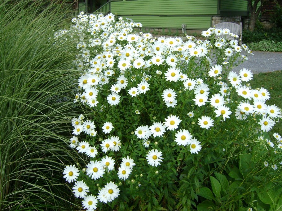 Гацания и газания