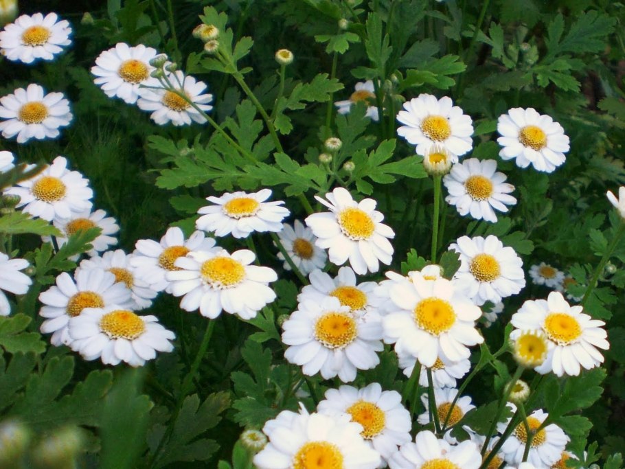 Газания гибридная смесь