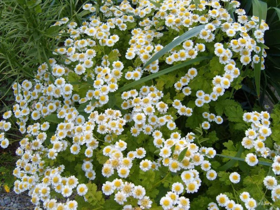 Многолетник дороникум