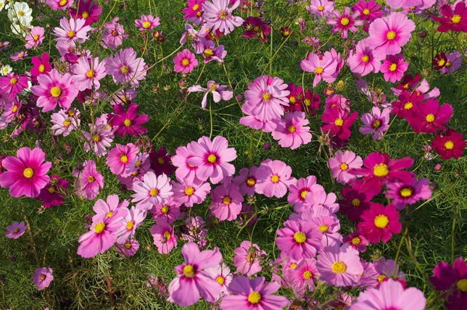 Дороникум козульник