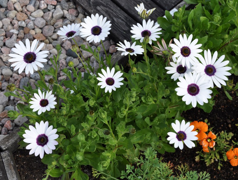 Гацания и газания