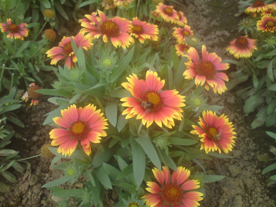 Хризантема килеватая однолетник