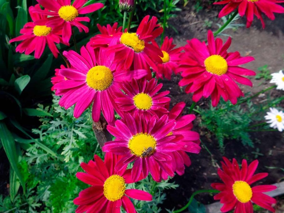 Цветок эригерон