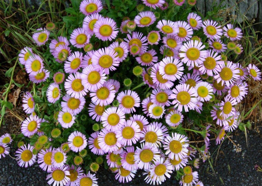 Гайлардия остистая Гоблин