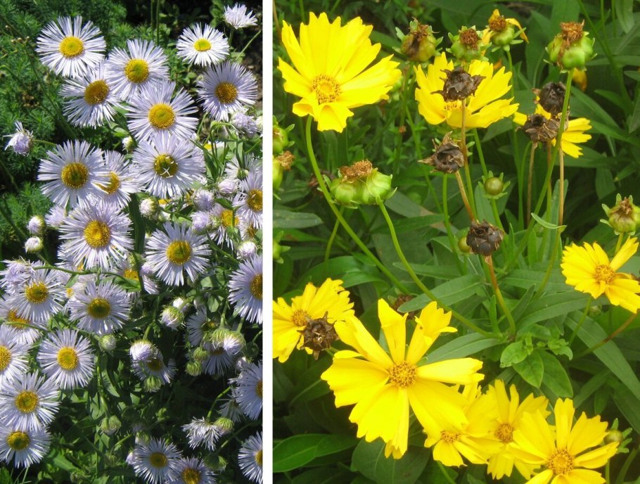 Остеоспермум Эклона