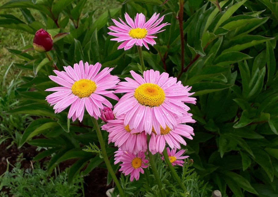 Клумба Мальва дельфиниум Хоста Флоксы рудбекия