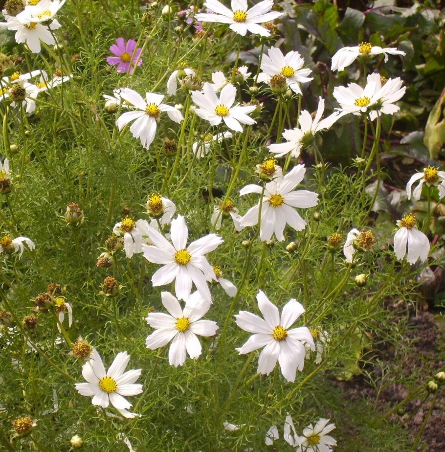 Остеоспермум Эклона