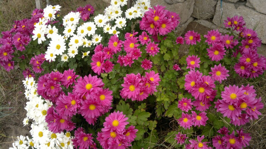 Астра Альпийская