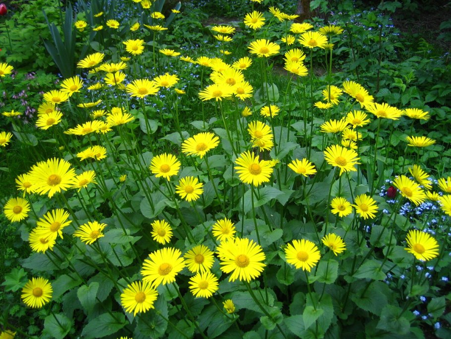 Хризантема мелкоцветковая белая Ромашка