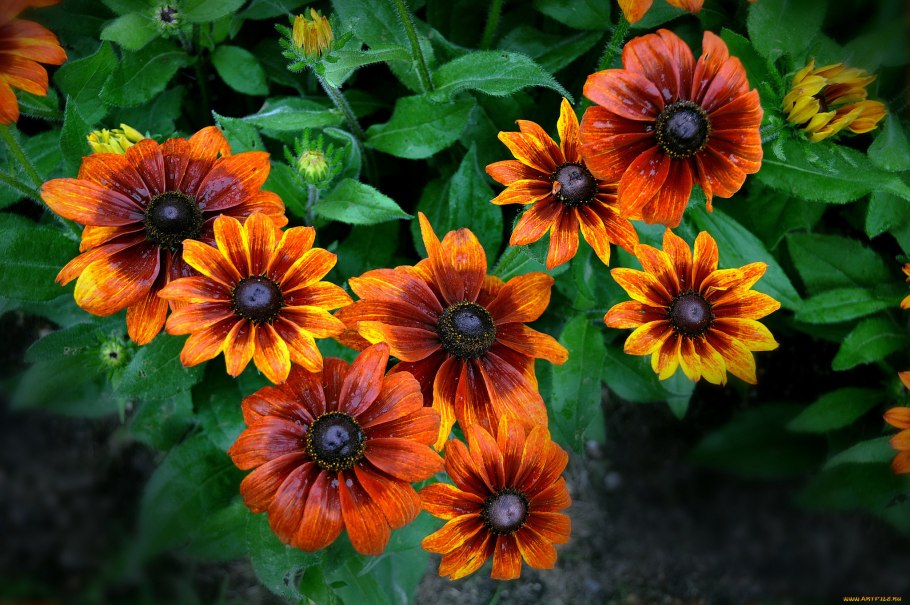 Ромашка матрикария