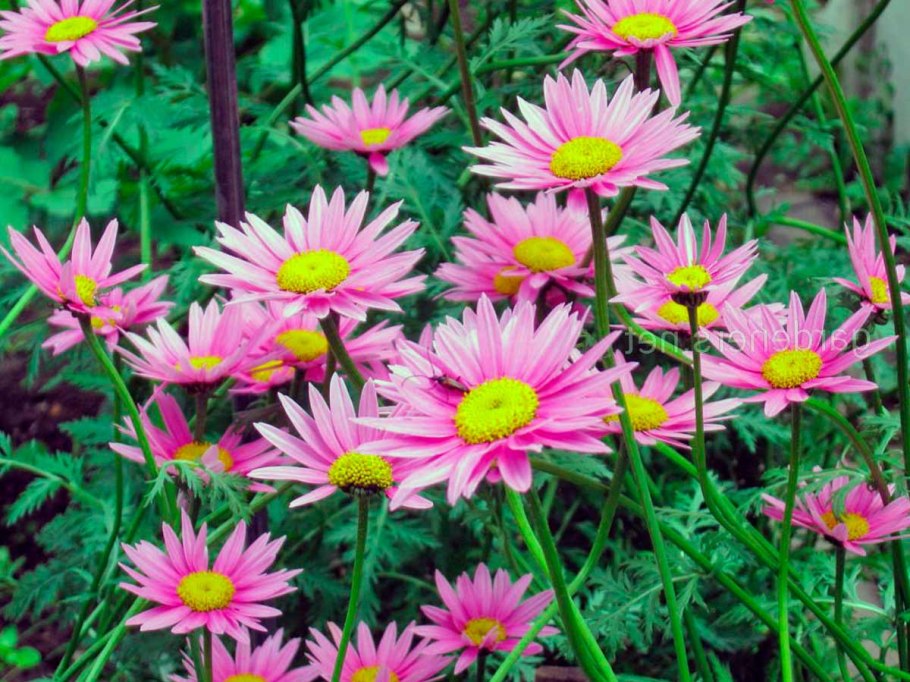 Эригерон мелколепестник