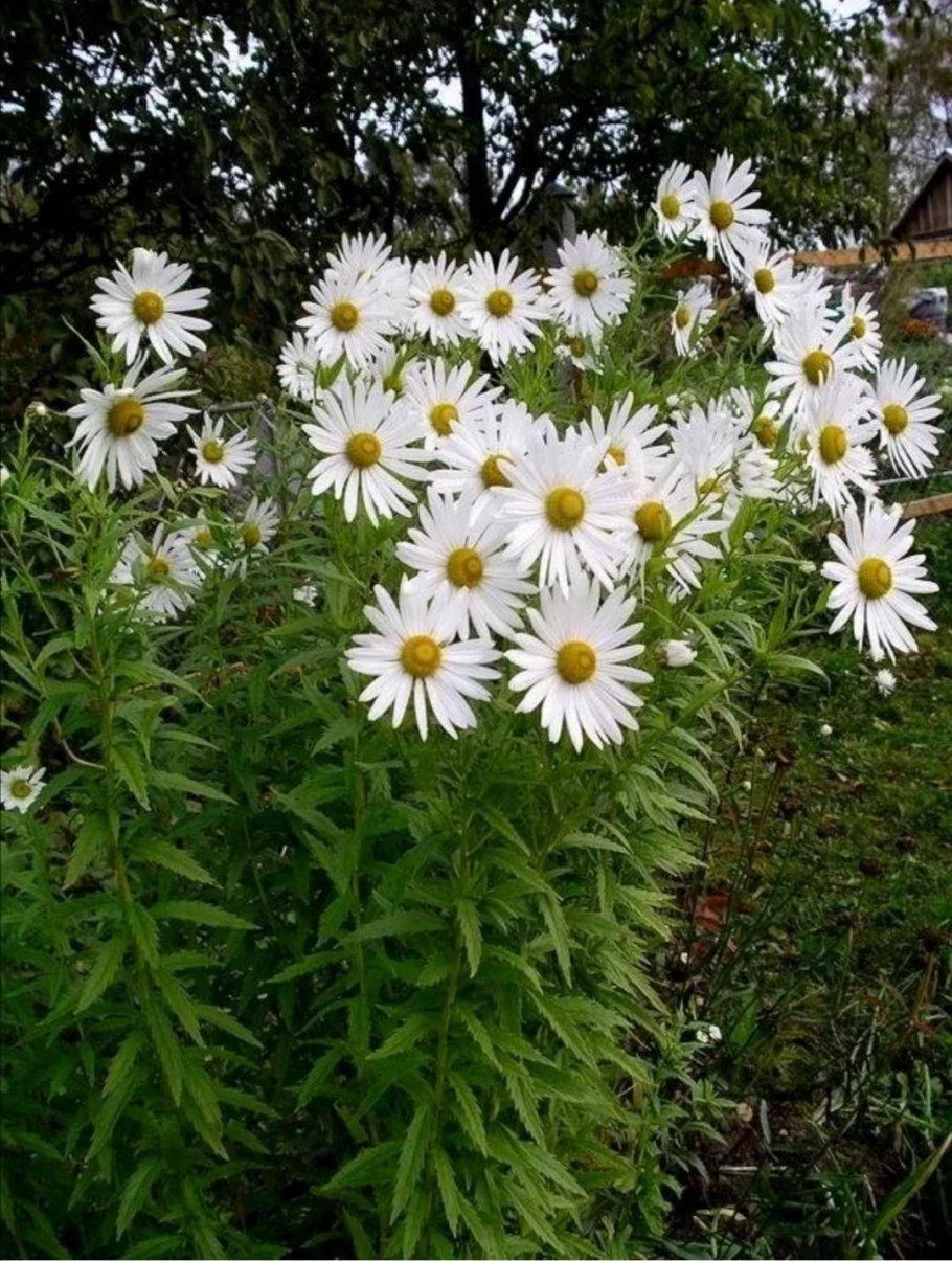 Астра кустарниковая 'Kristina'