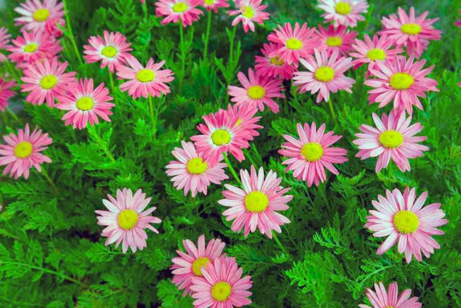 Астра Альпийская голубая