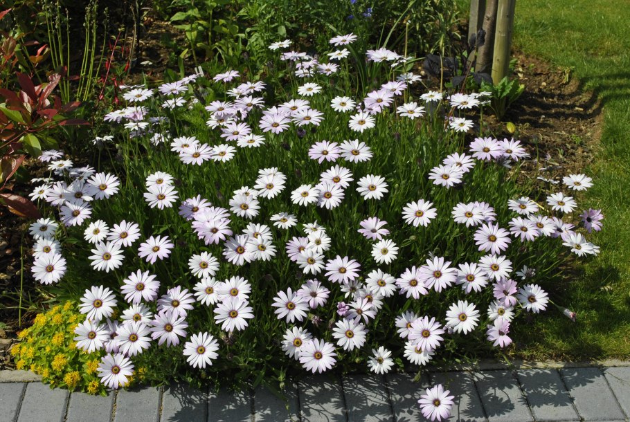 Хризантема мультифлора Ромашковая