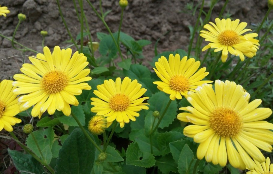 Пиретрум Tanacetum Garden Treasure