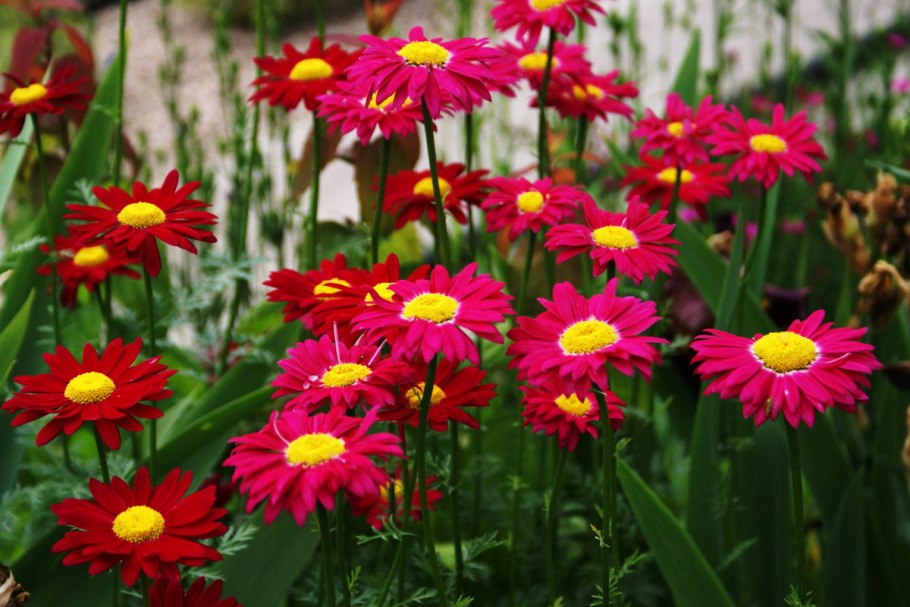 Ромашка поповник Маргаритка