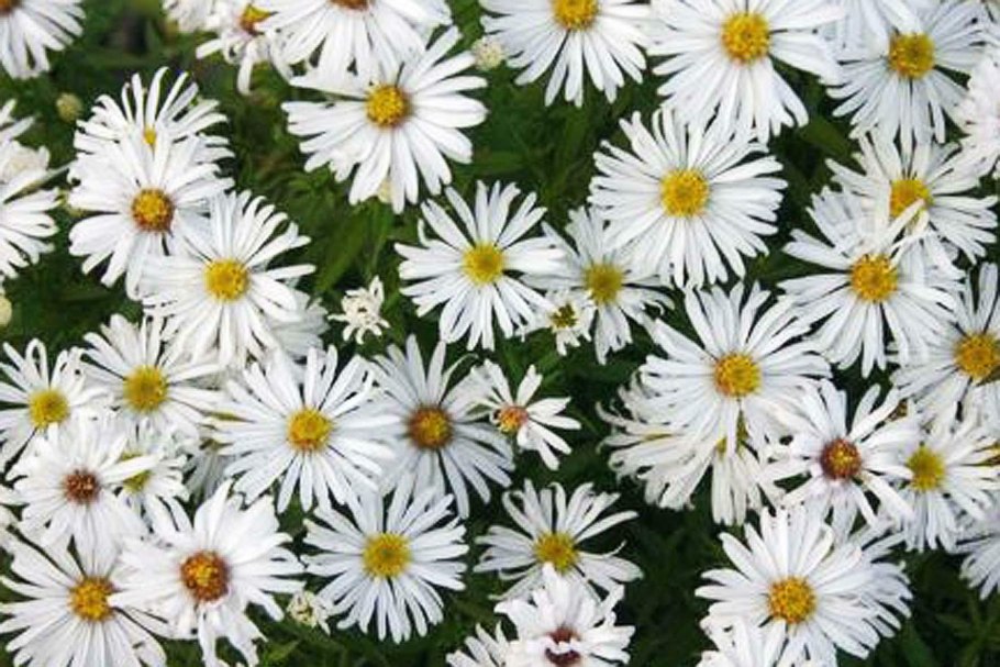 Пиретрум Персидская Ромашка