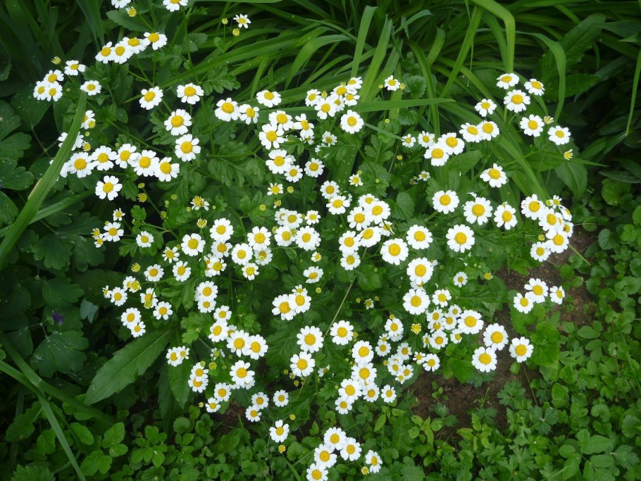 Цветы космея и эхинацея