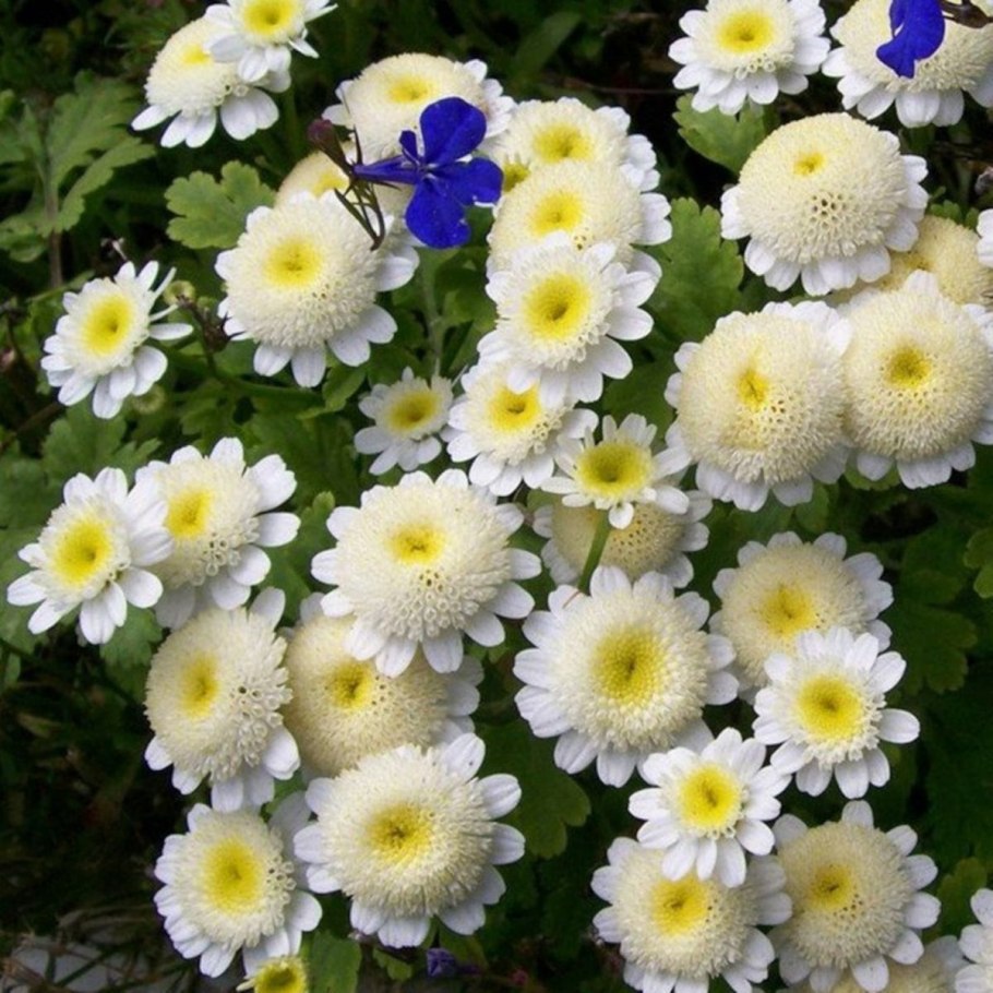 Пиретрум Персидская Ромашка