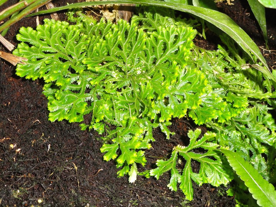 Selaginella - селагинелла kraussiana