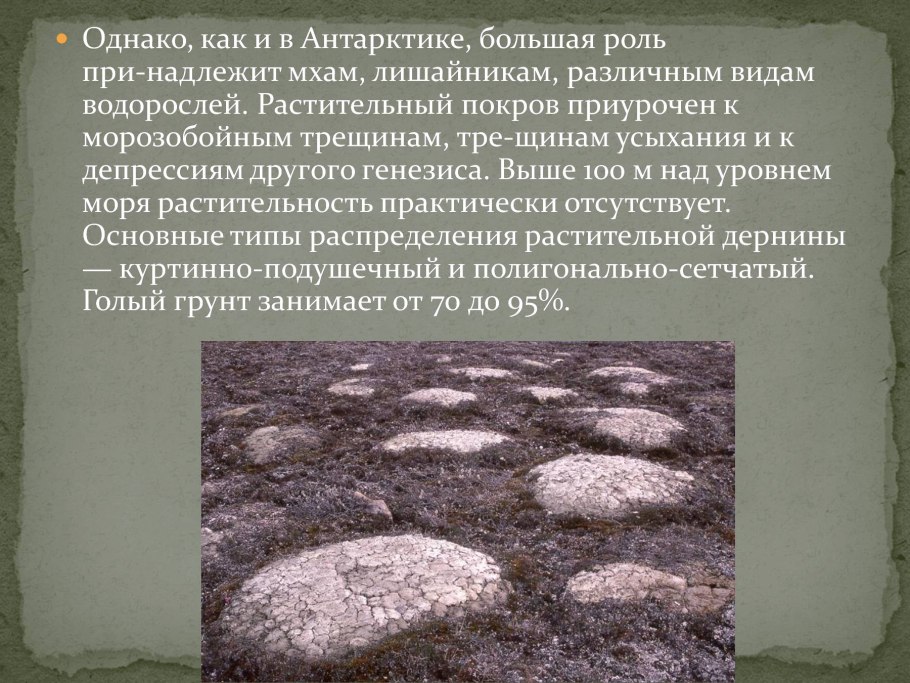 Тундра ягель крайний Север